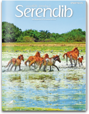 Serendib